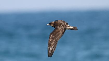 Kütkuyruklu korsanmartı