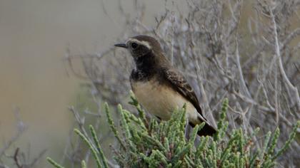 Kıbrıs kuyrukkakanı