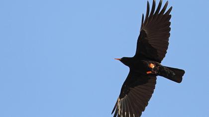 Kırmızıgagalı dağ kargası