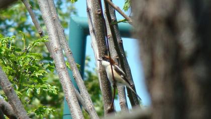 Kızılbaşlı örümcekkuşu