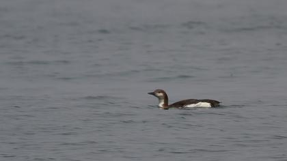 Karagerdanlı dalgıç