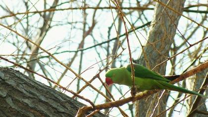 Alexandrine Parakeet