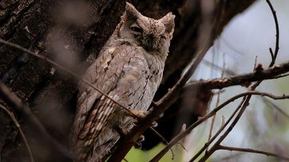Pallid Scops Owl