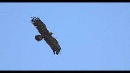 Küçük orman kartalı