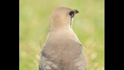 Bataklıkkırlangıcı