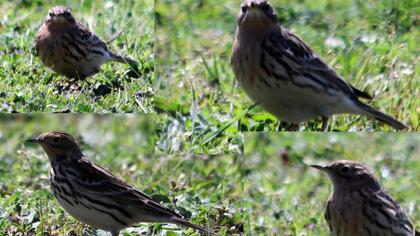 Kızılgerdanlı incirkuşu