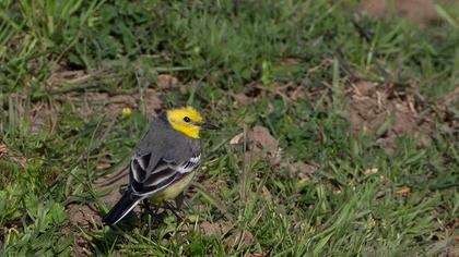 Sarıbaşlı kuyruksallayan