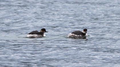 Karaboyunlu batağan