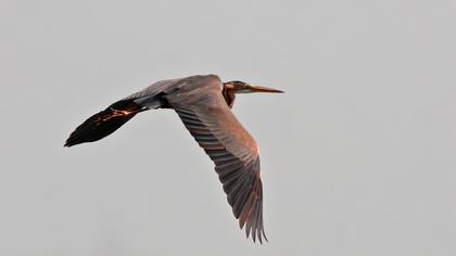 Erguvani balıkçıl