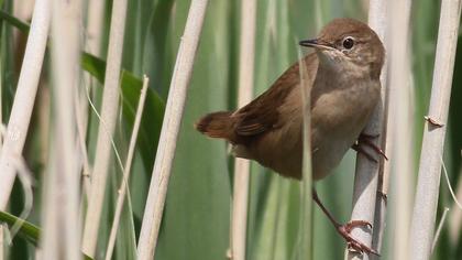 Bataklık kamışçını