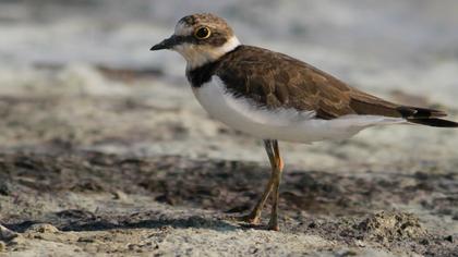 Halkalı küçük cılıbıt