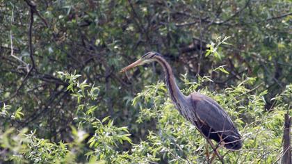 Erguvani balıkçıl