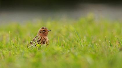 Kızılgerdanlı incirkuşu