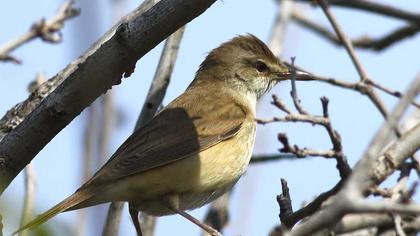 Büyük kamışçın