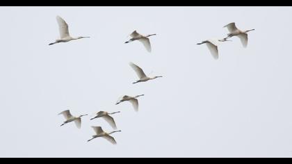 Eurasian Spoonbill