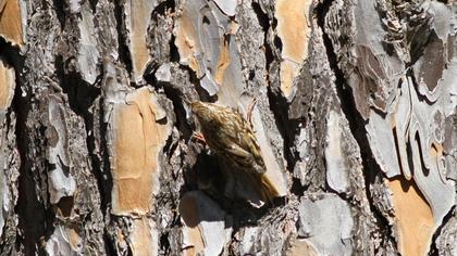 Bahçe tırmaşıkkuşu