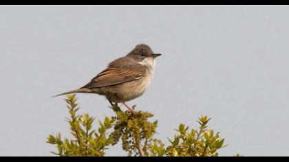 Akgerdanlı ötleğen