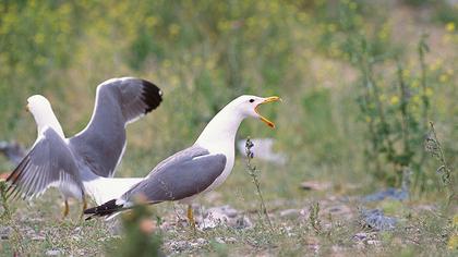 Van gölü martısı