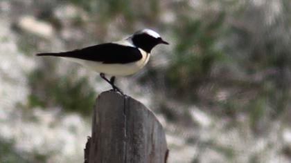 Karakulaklı kuyrukkakan