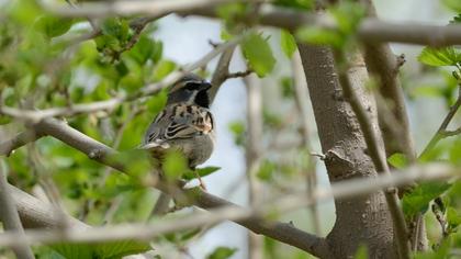 Dead Sea Sparrow