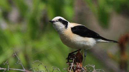 Black-eared Wheatear
