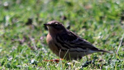 Kızılgerdanlı incirkuşu