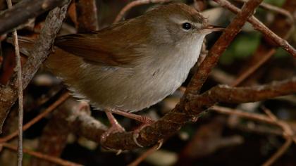 Cetti`s Warbler