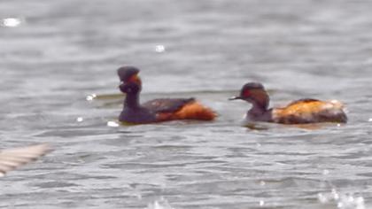 Black-necked Grebe