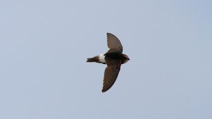 Little Swift