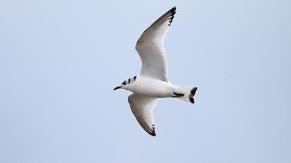 Black-legged Kittiwake
