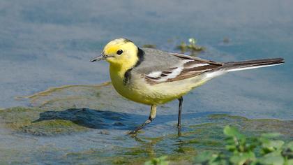Sarıbaşlı kuyruksallayan