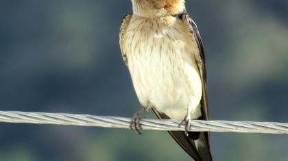 Kızıl kırlangıç