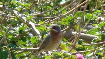 Bıyıklı ötleğen