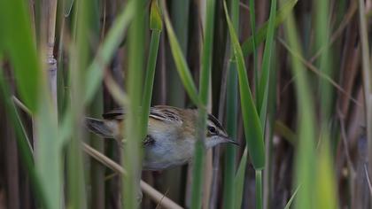 Kındıra kamışçını