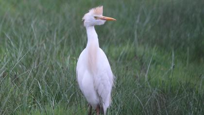 Sığır balıkçılı