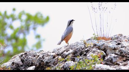 Büyük kaya sıvacısı
