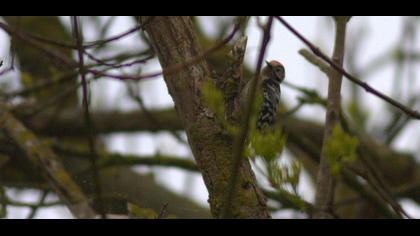 Küçük ağaçkakan