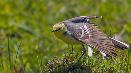 Sarıbaşlı kuyruksallayan