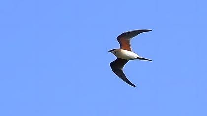 Bataklıkkırlangıcı