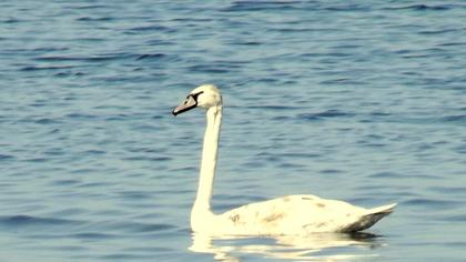 Mute Swan