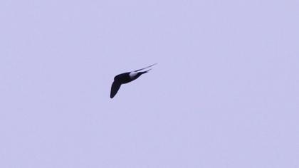 Common House Martin