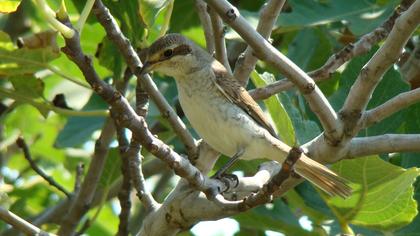 Kızılsırtlı örümcekkuşu