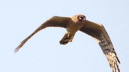 Pallid Harrier