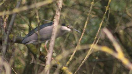 Black-crowned Night Heron
