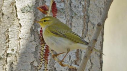 Wood Warbler