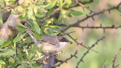 Eastern Orphean Warbler