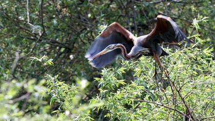 Erguvani balıkçıl