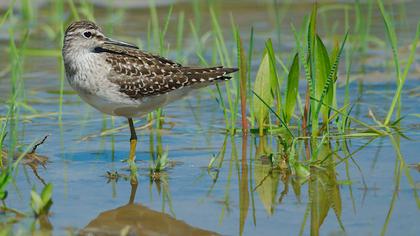 Orman düdükçünü