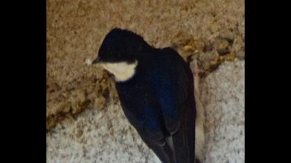 Common House Martin