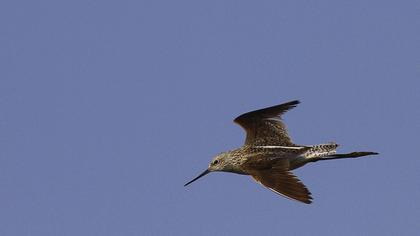 Bataklık düdükçünü